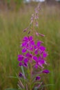 Chamaenerion angustifolium purple flowers. Fireweed plant, medical tea