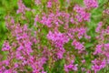 Chamaenerion angustifolium with purple flowers. Fireweed plant, medical tea. Royalty Free Stock Photo