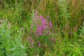 Chamaenerion angustifolium with purple flowers. Fireweed plant, medical tea. Royalty Free Stock Photo