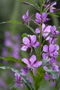 Chamaenerion Blooming Pink Flowers Of The Willowherb, Angustifolium Known As Fireweed Royalty Free Stock Photo