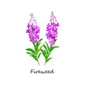 Chamaenerion. Fireweed. Wildflower. Botany Set herbs. Royalty Free Stock Photo