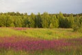 Chamaenerion Ivan Chai meadow field with pink purple flowers surrounded by green grass, forest with green trees foliage in back