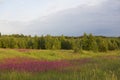 Chamaenerion Ivan Chai meadow field with pink purple flowers surrounded by green grass, forest with green trees foliage in back