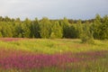 Chamaenerion Ivan Chai meadow field with pink purple flowers surrounded by green grass, forest with green trees foliage in back