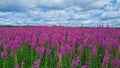 Chamaenerion purple bright flowers bloom in abundance in meadows and along roads in summer Royalty Free Stock Photo