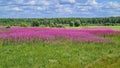 Chamaenerion purple bright flowers bloom in abundance in meadows and along roads in summer Royalty Free Stock Photo