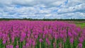 Chamaenerion purple bright flowers bloom in abundance in meadows and along roads in summer Royalty Free Stock Photo