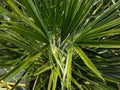 Chamaerops humilis