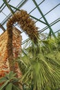 Chamaerops Humilis. Monotypic genus of fan palms