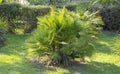 Chamaerops humilis is the only palm growing in Europe, so it is also called the European fan palm