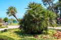 Chamaerops humilis, variously called European fan palm or the Mediterranean dwarf palm in Batumi boulevard, Georgia