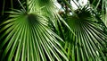 Chamaerops palm plant, widespread and known spontaneous in Italy on coasts