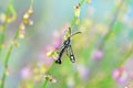 Pyropteron triannuliformis , clearwing moth in family Sesiidae