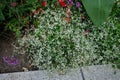 Chamaesyce hypericifolia, syn. Euphorbia hypericifolia \'Diamond Frost\' blooms with white flowers in a flower bed