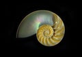 Chambered Nautilus