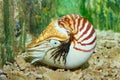 Chambered Nautilus Royalty Free Stock Photo