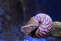 Chambered nautilus Royalty Free Stock Photo