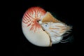 The Chambered Nautilus or Nautilus pompilius Royalty Free Stock Photo