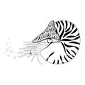 Chambered Nautilus Pompilius. Mollusc cephalopod, animal, marine. Black and white vector illustration Royalty Free Stock Photo