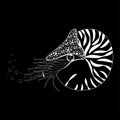 Chambered Nautilus Pompilius. Mollusc cephalopod, animal, marine. Black and white vector illustration