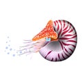 Chambered Nautilus Pompilius. Mollusc cephalopod, animal, marine. Realistic vector illustration. Royalty Free Stock Photo