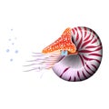 Chambered Nautilus Pompilius. Mollusc cephalopod, animal, marine. Realistic vector illustration Royalty Free Stock Photo