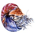 Chambered nautilus, Nautilus pompilius, pearly nautilus, shell isolated, watercolor illustration on white