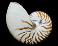 Chambered Nautilus Seashell