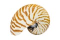 Chambered Nautilus Seashell