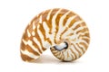 Chambered Nautilus seashell isolated on white background Royalty Free Stock Photo