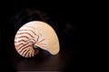 Chambered Nautilus seashell Nautilus pompilius pompilius Royalty Free Stock Photo
