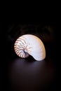 Chambered Nautilus seashell Nautilus pompilius pompilius Royalty Free Stock Photo