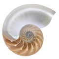 Chambered Nautilus shell cutaway isolated on white Royalty Free Stock Photo