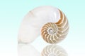 Chambered Nautilus