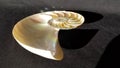 Chambered nautilus shell section isolated on black background Royalty Free Stock Photo