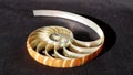 Chambered nautilus shell section isolated on black background Royalty Free Stock Photo