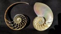 Chambered nautilus shell sections isolated on black background Royalty Free Stock Photo