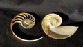 Chambered nautilus shell sections isolated on black background Royalty Free Stock Photo