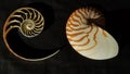 Chambered nautilus shell sections isolated on black background Royalty Free Stock Photo