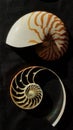 Chambered nautilus shell sections isolated on black background Royalty Free Stock Photo