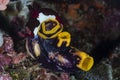 Nudibranch Chamberlain`s Nembrotha