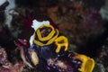 Nudibranch Chamberlain`s Nembrotha