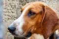 Chambord castle hunting dog Royalty Free Stock Photo