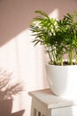 Chamedorea palm tropical plant on a white stand. The concept of home floriculture Royalty Free Stock Photo