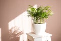 Chamedorea palm tropical plant on a white stand. The concept of home floriculture Royalty Free Stock Photo