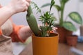 chamedorea plant healthy roots caring during repotting gently using gardening tools. flower pot Royalty Free Stock Photo