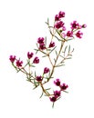 Chamelaucium flowers and buds