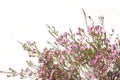 Chamelaucium uncinatum. Floral border. Royalty Free Stock Photo