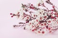 Chamelaucium or waxflower on pink background. Royalty Free Stock Photo