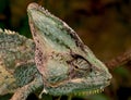 Chameleon Royalty Free Stock Photo